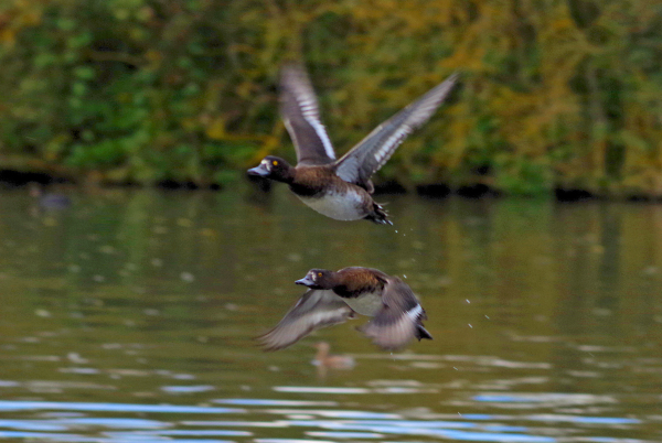 Dark flying
