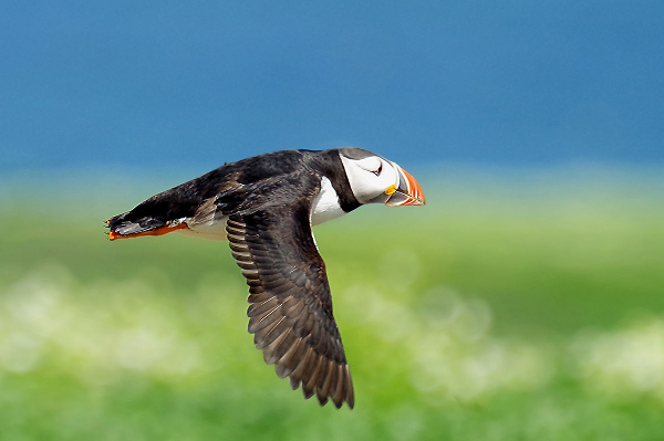 Farne Islands Resident