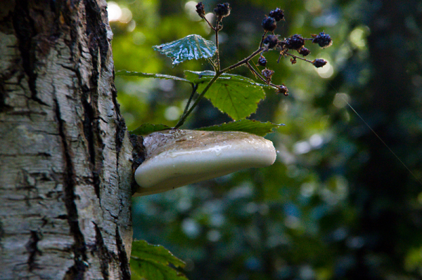 Fungi