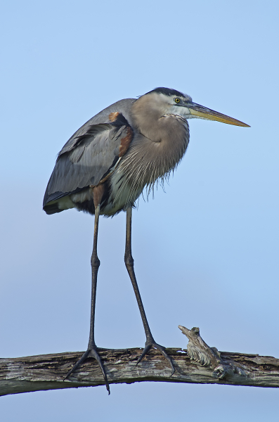 Great Blue Heron on a branch