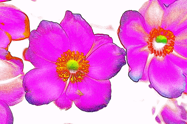 Pink flowers