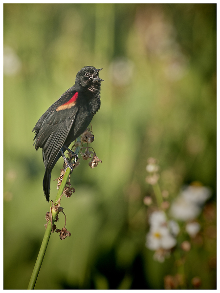 Red-winged blackbird / Carouge  paulette (Male)