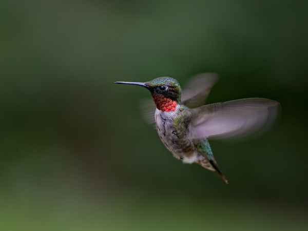 Ruby Throat Hummingbird
