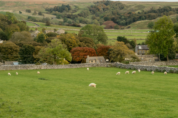 Seasonal leaf colour change at Malham, W Yorkshire
