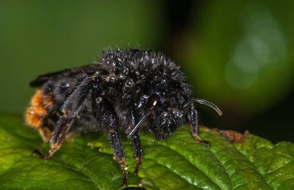 Soggy Bee