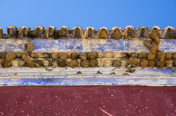 Swallows' Nests.