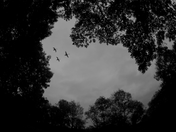Swans at Dawn