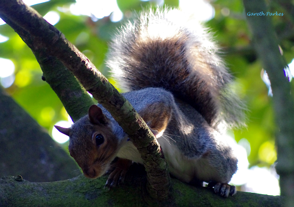 The Squirrel