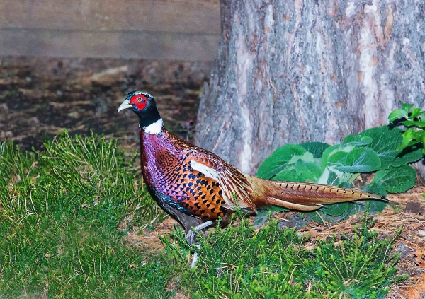 Visiting Pheasasnt