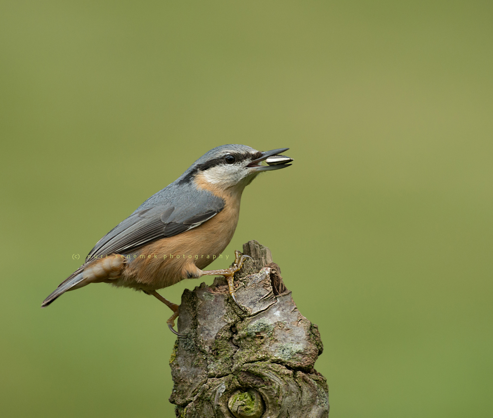 nuthatch