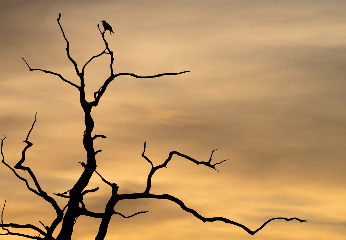 One Rook Tree