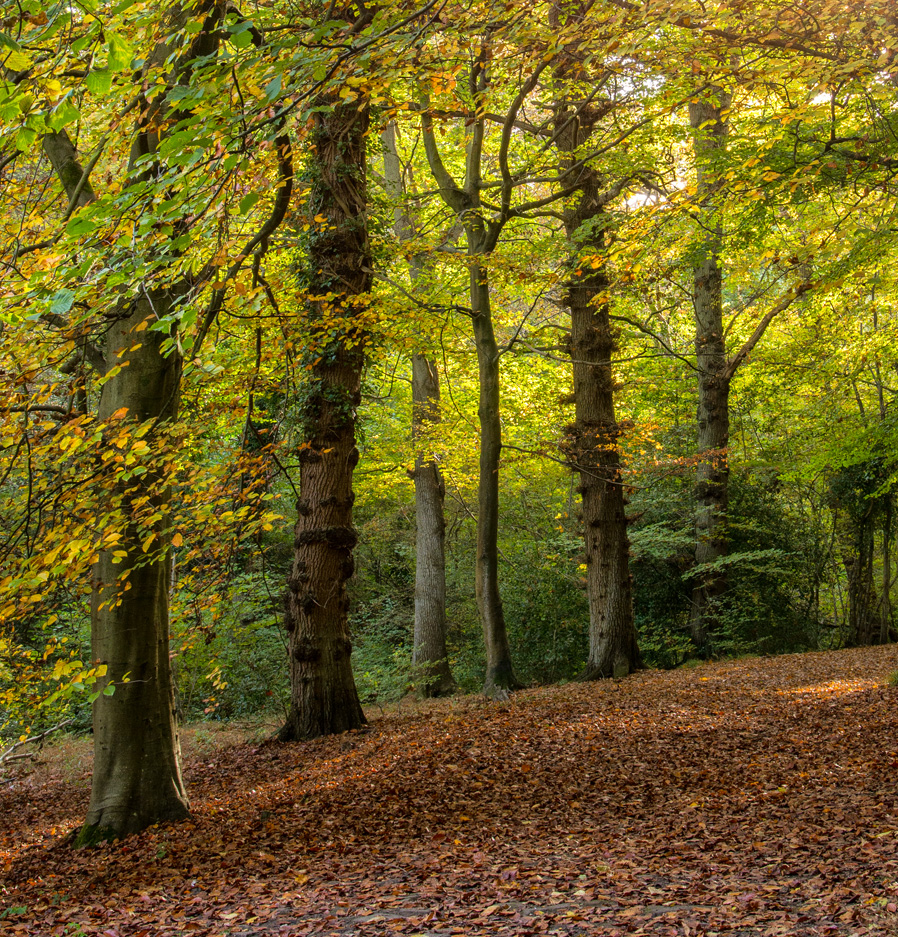 Burnham Beeches by swarf Pentax User