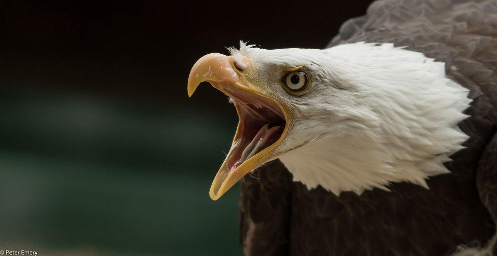 Captive American Bald Eagle