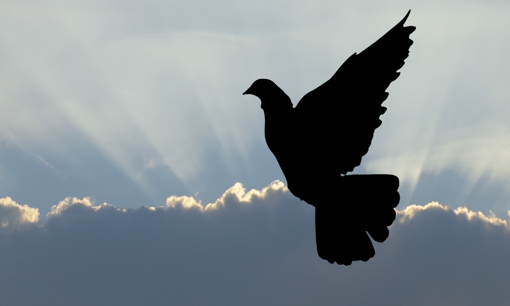 Flight of the Pigeon