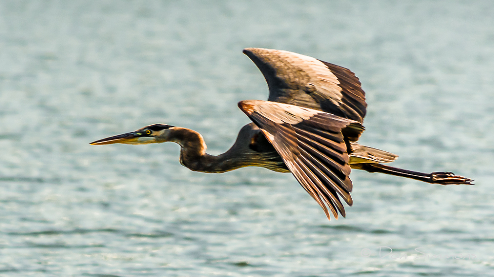Heron In Flight