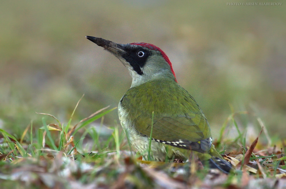 GREEN WOODPECKER, k-3, D-FA 150-450 4.5-5.6