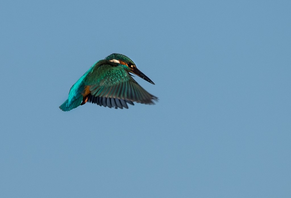 Kingfisher-closed wings
