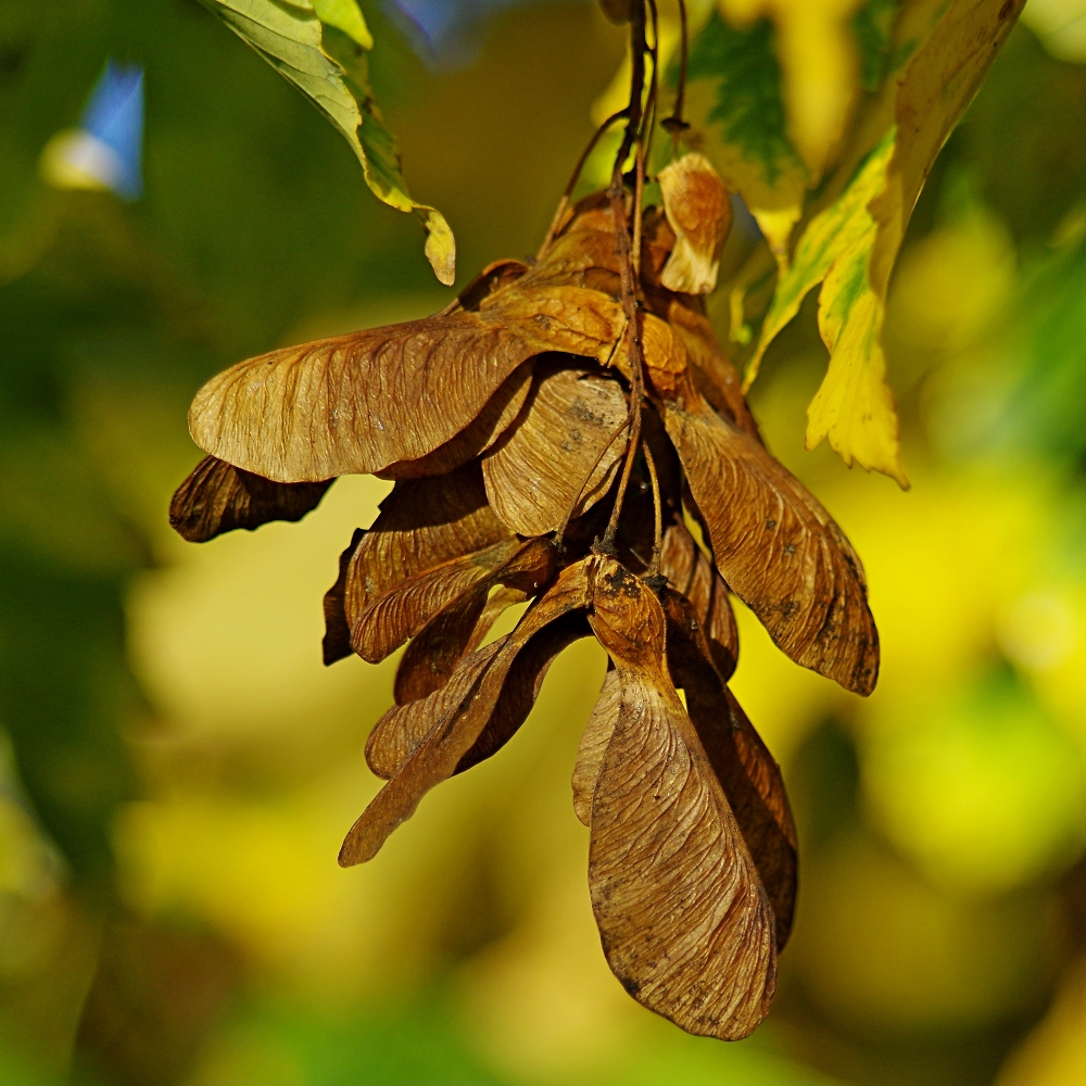 sycamore keys by davidwozhere - Pentax User
