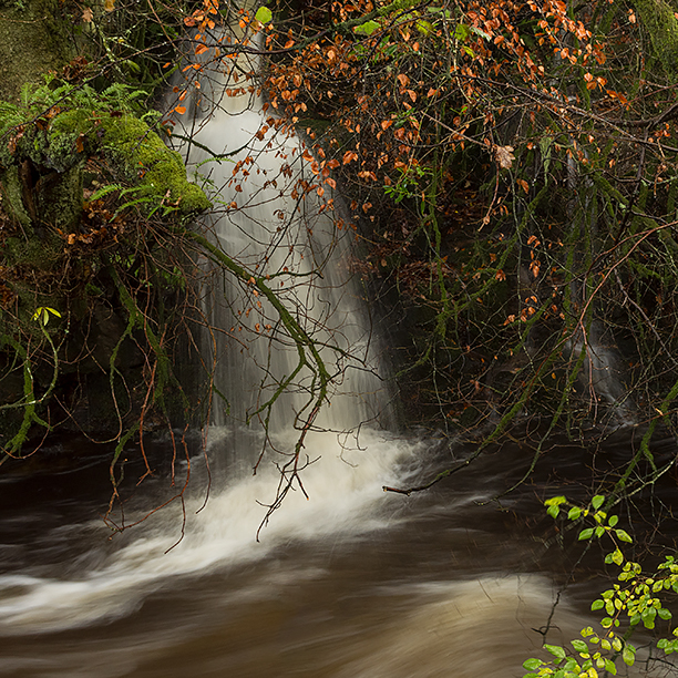 Temporal Autumn Cascade