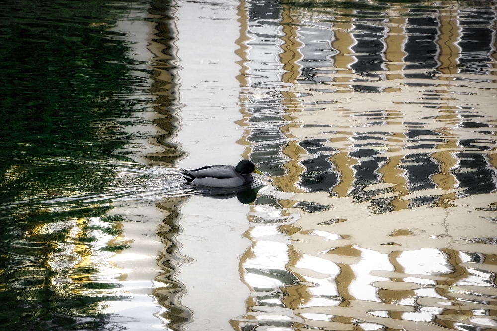 The natural environment of an urban duck