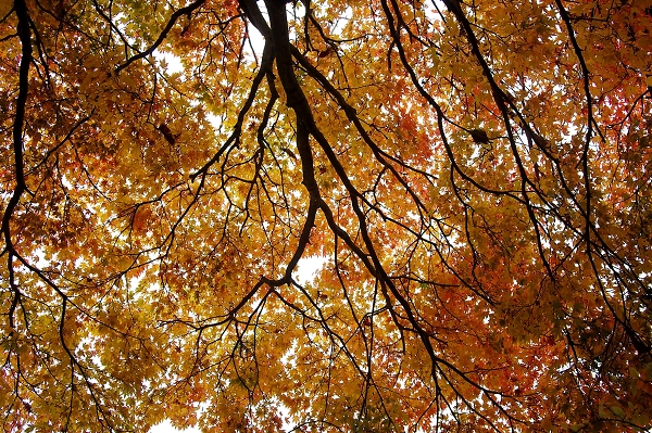 Acer canopy