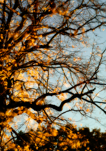 Autumnal Leaves Dancing in the Breeze as the Sun goes Down