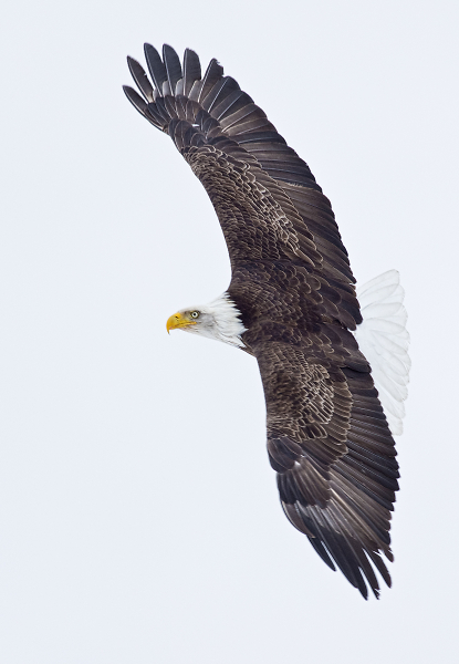 Bald Eagle in flight