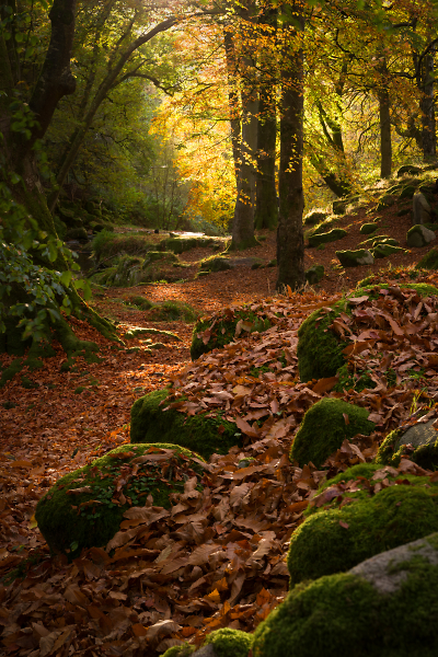 Cloghleagh forest