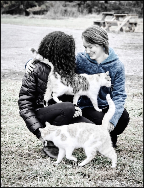 Cousins 'N Cats