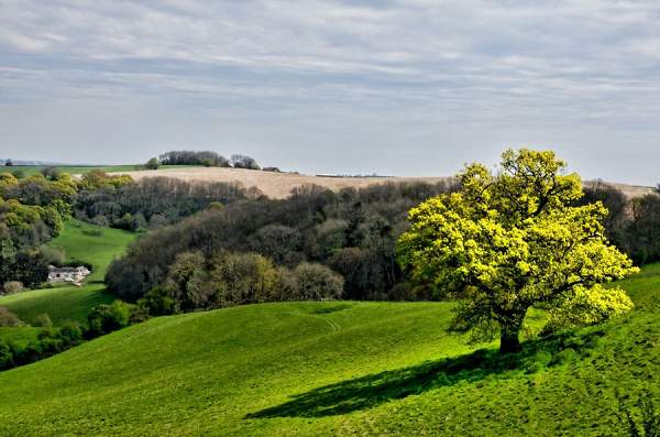 Devon Landscape
