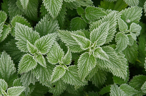 frosty nettles