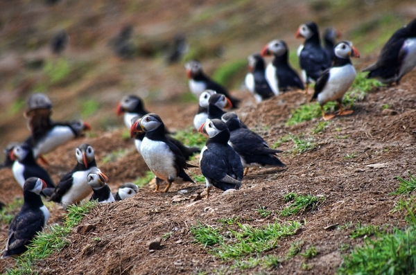 Group of Puffins on Skomer Island wales