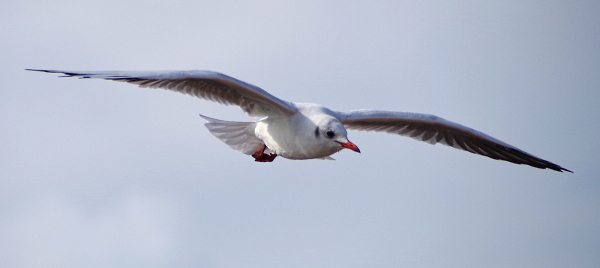 In Flight Part 2