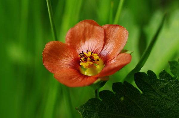 Not a Rose, Just a scarlett pimpernell