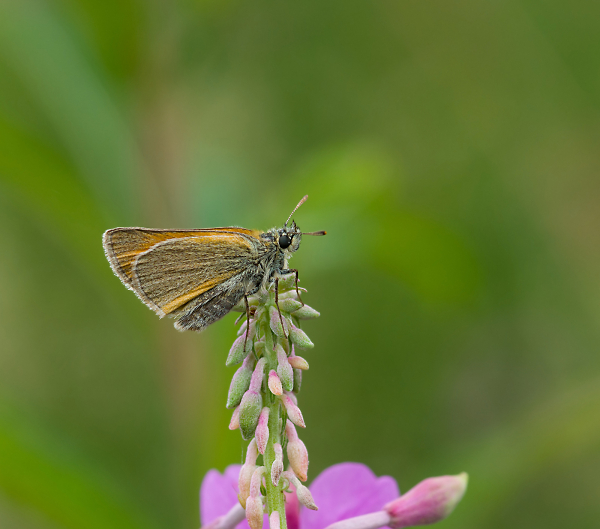 skipper