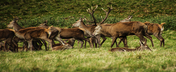 Studley Deer Park