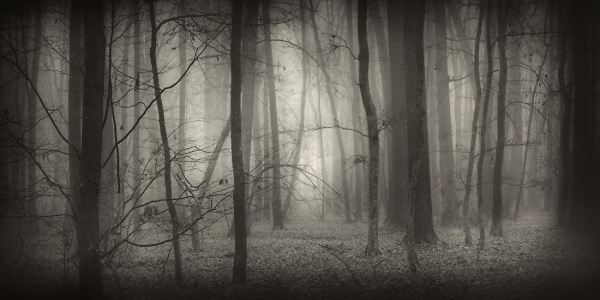 Study forest...