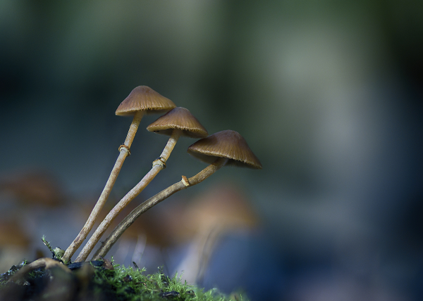 Three Toadstools