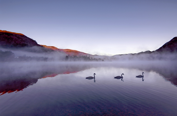 Three Young Swans