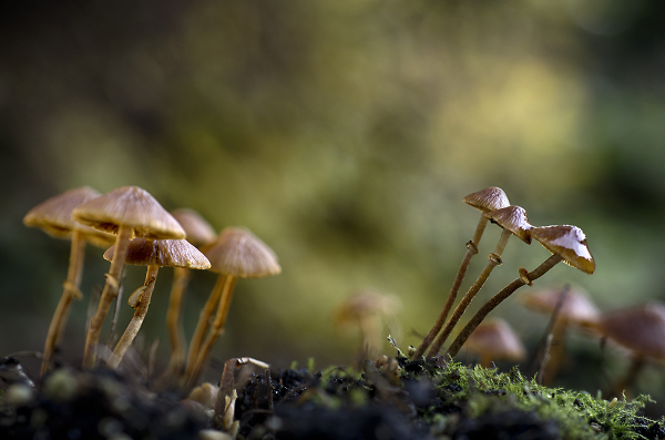Toadstools