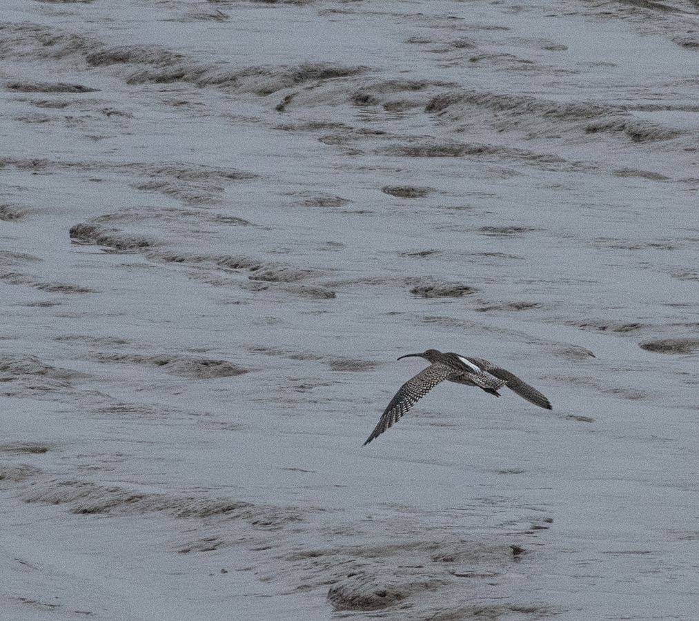 Curlew in flight