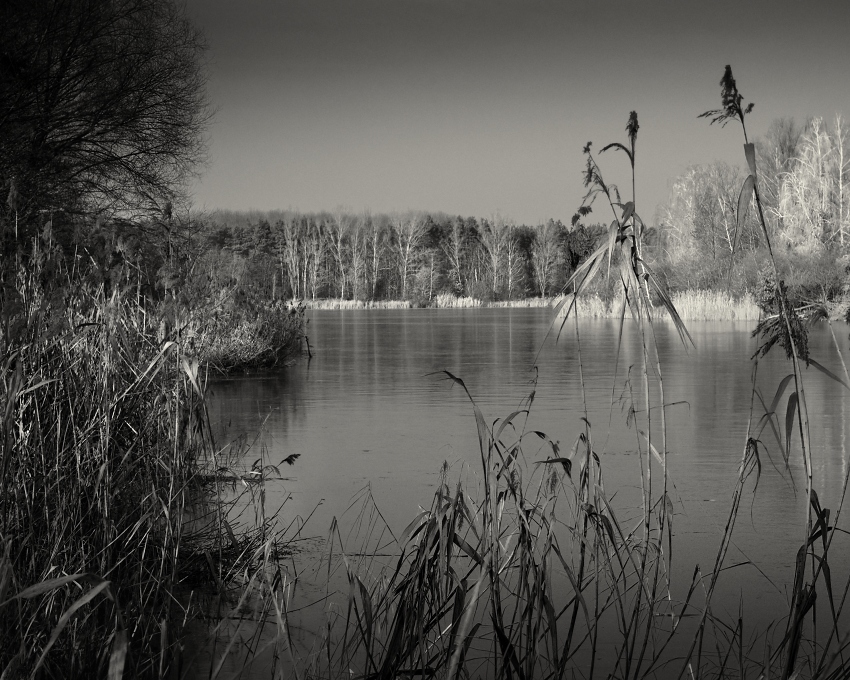 captured in the reeds...