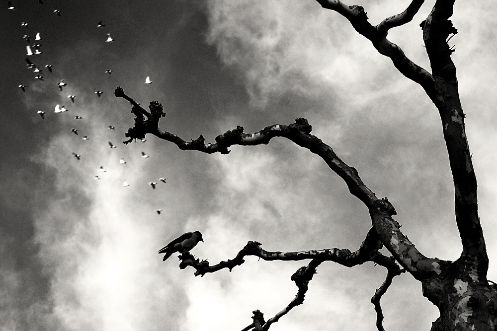 Crow Series - 2