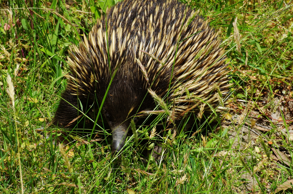 Echidna