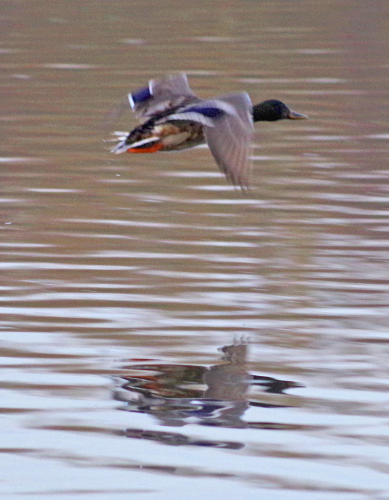 Flying Mallard
