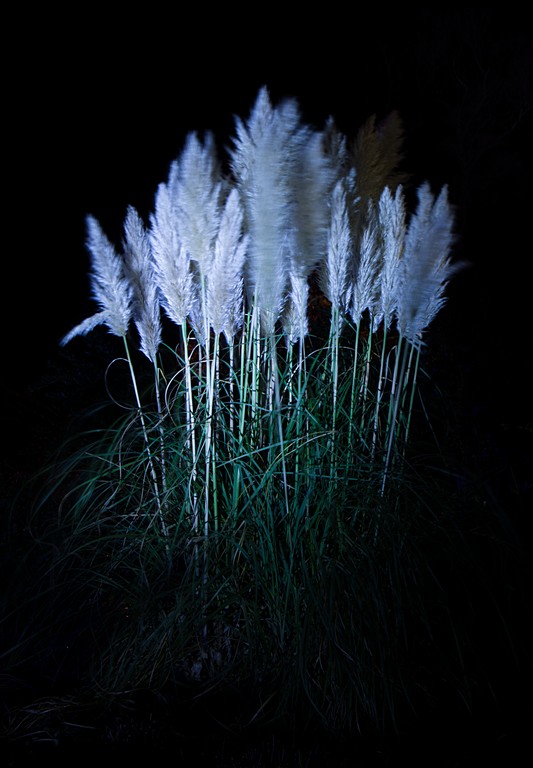 Pampas Grass by night