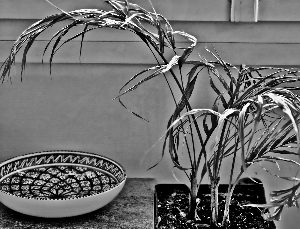 Photographic despair finds its subject...