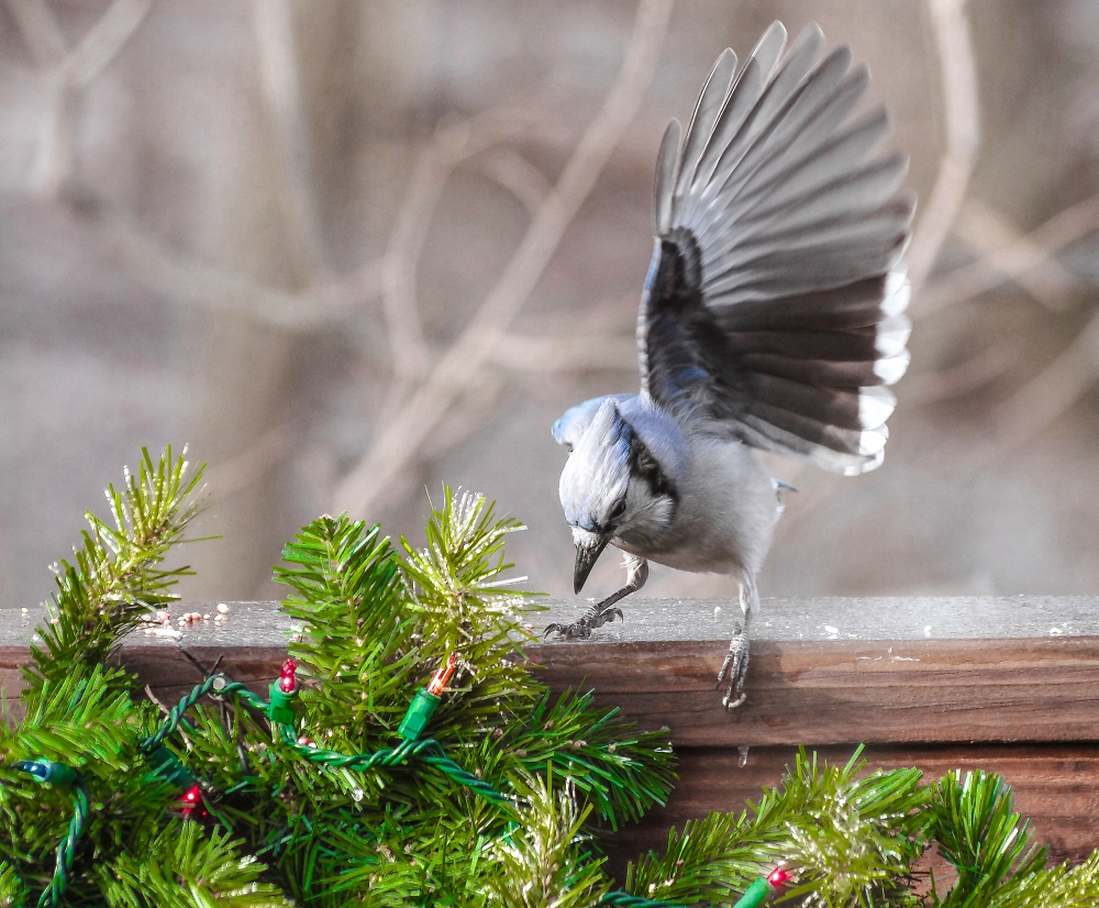 Wonder Wing... Brake for the Ice!