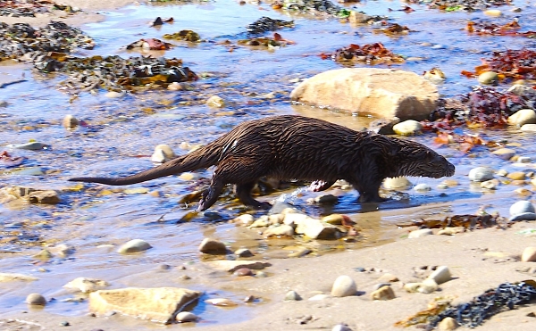 Arran Otter