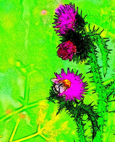 Bee on a thistle